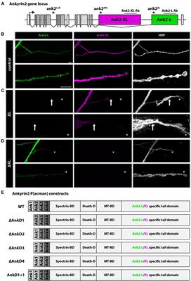 The Ankyrin Repeat Domain Controls Presynaptic Localization of Drosophila Ankyrin2 and Is Essential for Synaptic Stability